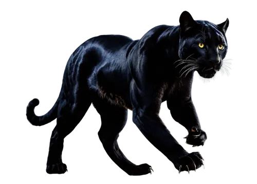 canis panther,panther,panthera leo,zodiac sign leo,felidae,head of panther,big cat,black cat,pet black,ursa,wildcat,black shepherd,chartreux,scar,cat vector,horoscope taurus,capricorn kitz,daemon,blue tiger,feral,Illustration,Paper based,Paper Based 29