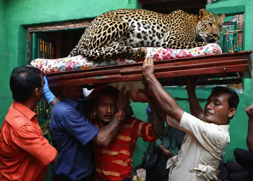 A tranquilized leopard is carried out from a house in Kathmandu, Nepal June 1, 2016. REUTERS/Navesh Chitrakar      TPX IMAGES OF THE DAY,bengalenuhu,chennai,bangladeshi taka,jaguar,bengal,hosana,jaipu