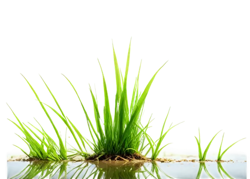 cordgrass,cyperus,aquatic plant,sweet grass plant,wheatgrass,wheat grass,wheat germ grass,aquatic plants,eelgrass,needlegrass,block of grass,ryegrass,nature background,blade of grass,artificial grass,juncus,green wallpaper,seagrass,paspalum,halm of grass,Conceptual Art,Daily,Daily 06