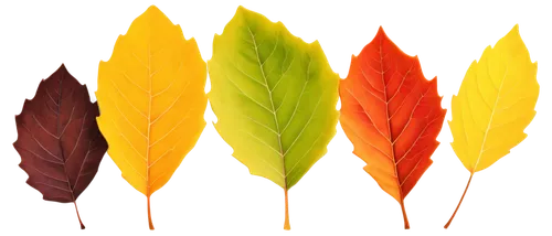 leaf background,colored leaves,colorful leaves,autumn background,spring leaf background,leaf color,watercolor leaves,autumn leaf paper,autumn leaf,red leaf,colors of autumn,fall leaf,autumn leaves,dried leaves,autumnal leaves,colorful background,colors background,autumn colouring,fall leaf border,leaves frame,Illustration,Japanese style,Japanese Style 18