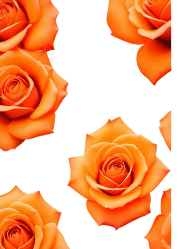 orange rose,orange roses,yellow rose background,paper flower background,rose png,flower wallpaper,flower background,orange floral paper,peach rose,orange flower,yellow orange rose,orange petals,flowers png,floral digital background,garrison,rose non repeating,rose flower illustration,orange flowers,orange red flowers,defence,Art,Classical Oil Painting,Classical Oil Painting 42