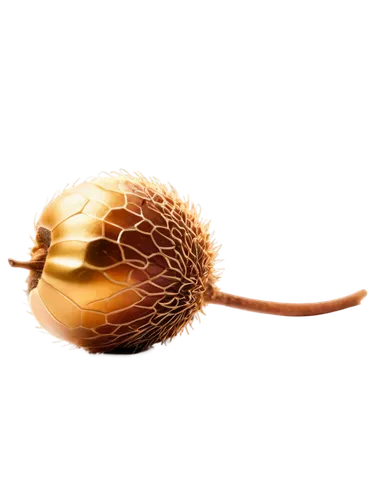 acorn,chestnut animal,chestnut fruit,durian seed,conker,nut snail,chestnut with leaf,chestnuts,rambutan,seed head,lonely chestnut,fallen acorn,seed-head,persian onion,hardy kiwi,acorns,chestnut,aegle marmelos,shallot,chestnut röhling,Illustration,Black and White,Black and White 26