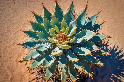 spiky cactus, desert plant, green texture, sharp thorns, sandy soil, arid environment, clear blue sky, midday sun, harsh light, wide-angle shot, detailed texture, natural setting, succulent species, v