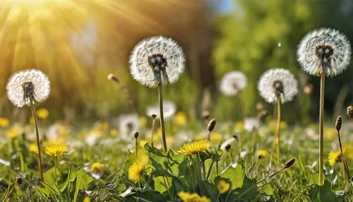 dandelion background,dandelions,dandelion meadow,dandelion field,dandelion flying,taraxacum,taraxacum officinale,flying dandelions,sun daisies,common dandelion,leucanthemum,dandelion,meadow flowers,dandelion flower,taraxacum ruderalia,dandelion seeds,daisies,chamomile in wheat field,mayweed,fleabane,Photography,General,Realistic