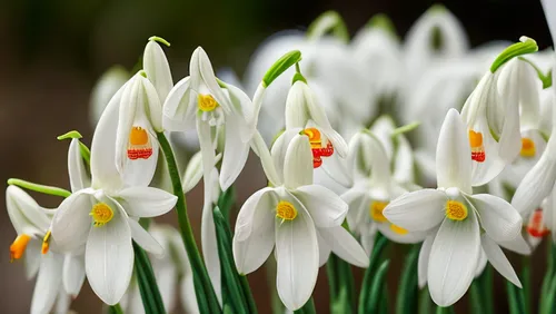 easter lilies,galanthus,snowdrops,snowdrop anemones,jonquils,spring bloomers,avalanche lily,snowdrop,tulip white,white tulips,siberian fawn lily,narcissus,garden star of bethlehem,daffodils,narcissus of the poets,bulbous flowers,crocus flowers,lilly of the valley,lilies of the valley,spring flowers,Realistic,Flower,Snowdrop