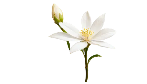 white lily,white cosmos,zephyranthes,white flower,lily flower,white blossom,star magnolia,delicate white flower,single flower,hymenocallis,cherokee rose,grass lily,lilium,lilium candidum,cosmea,magnolia star,minimalist flowers,flower wallpaper,white flower cherry,white trumpet lily,Illustration,Black and White,Black and White 35