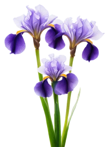 flowers png,purple irises,irises,tulipan violet,purple crocus,crocuss,violet flowers,crocuses,violet tulip,algerian iris,flower purple,crocus flowers,purple flowers,crocus,purple,saffron crocus,spring crocus,purple flower,blue violet,cretan crocus,Art,Artistic Painting,Artistic Painting 06