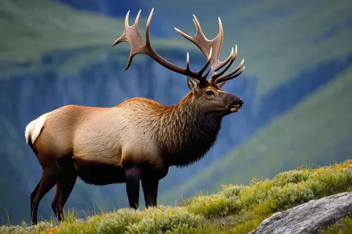 Describe the mesmerizing sight of a bull elk gracefully perched on a picturesque lateral moraine.,elk,elk bull,elk reposing on lateral moraine,manchurian stag,bull elk resting,chamois,bull elk on late