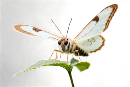 melanargia,melanargia galathea,euphydryas,parnassius apollo,dryas julia,melitaea,white butterfly,chelydridae,dryas iulia,hesperia (butterfly),butterfly white,boloria,large white,bombyliidae,argynnis,lepidoptera,gonepteryx cleopatra,butterfly isolated,aix galericulata,arenaria interpres,Illustration,Black and White,Black and White 33