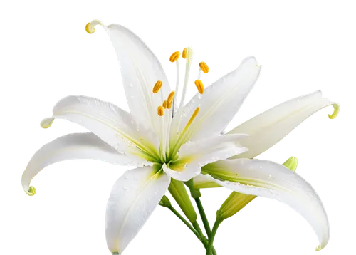 white lily,easter lilies,madonna lily,lily flower,flowers png,african lily,lilies,tuberose,white flower,lilium candidum,grass lily,lilies of the valley,lilium,lilien,flower wallpaper,white trumpet lily,lily water,lillies,garden star of bethlehem,stamens,Conceptual Art,Daily,Daily 13