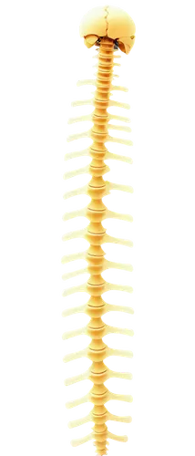 hair comb,spine,cervical spine,citronella,hair brush,comb,cnidarian,skeletal,neck,strozzapreti,chiropractor,chair png,conchiglie,rotini,spines,skeleton,kontroller,vertebrae,fusilli,lamella,Illustration,Retro,Retro 15