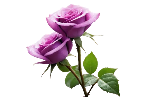 purple rose,rose png,flowers png,f,regnvåt rose,rosa,bicolored rose,romantic rose,arrow rose,lady banks' rose,lady banks' rose ,wall,purple background,for you,noble roses,purple flower,flower rose,purple,rosa nutkana,pink rose,Art,Classical Oil Painting,Classical Oil Painting 22