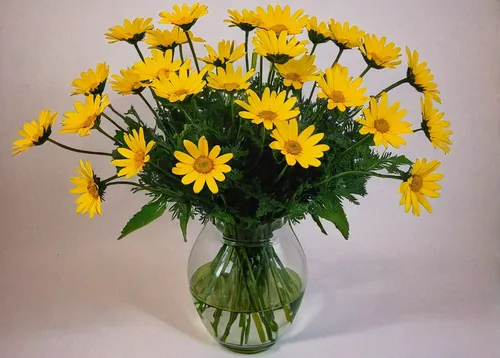 Write a suspenseful scene where someone receives a mysterious bouquet of yellow daisies.,yellow chrysanthemums,yellow gerbera,yellow daisies,sunflowers in vase,chrysanthemums bouquet,yellow chrysanthe