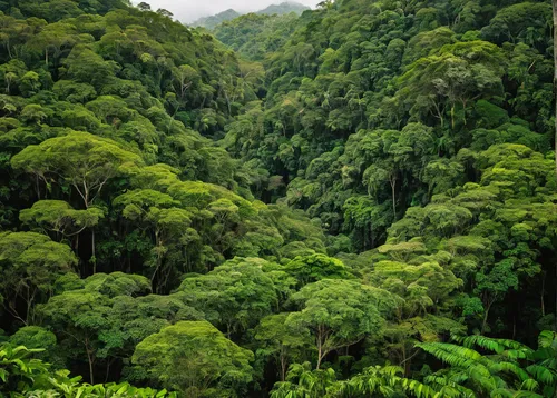 tropical and subtropical coniferous forests,rainforest,valdivian temperate rain forest,rain forest,borneo,forests,herman national park,conguillío national park,green forest,the forests,paparoa national park,sumatran,riparian forest,green congo,cabaneros national park,costa rica,tropical jungle,papua new guinea,kalimantan,tamborim,Photography,Documentary Photography,Documentary Photography 35