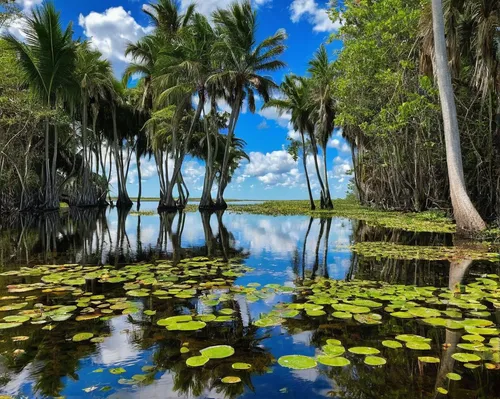 cayo coco,alligator lake,backwaters,everglades np,everglades,florida,swamp,samoa,lagoon,reflection in water,water reflection,lily pads,mirror water,alligator alley,lilly pond,cayo levantado,mauritius,reflections in water,mangroves,lily pond,Photography,Fashion Photography,Fashion Photography 12