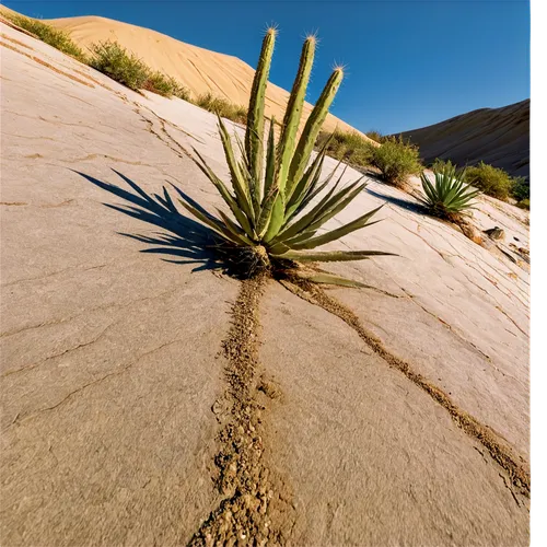 desert plant,desert plants,giant yucca,yucca palm,arid,yucca,arid landscape,agaves,argentina desert,elymus,capture desert,agave,yucca gigantea,xerophytic,desert desert landscape,aloes,deserto,dune grass,desert rose,desert flower,Illustration,Paper based,Paper Based 27