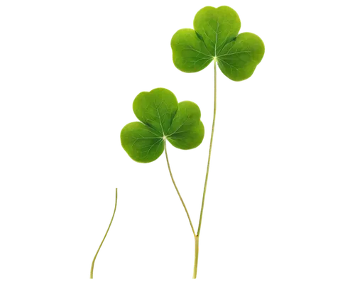 redwood sorrel,medium clover,clovers,shamrocks,long ahriger clover,4-leaf clover,shamrock balloon,4 leaf clover,five-leaf clover,centella,aaa,three leaf clover,four-leaf clover,patrol,clover leaves,narrow clover,pennywort,a four leaf clover,four leaf clover,wood-sorrel,Illustration,Retro,Retro 21