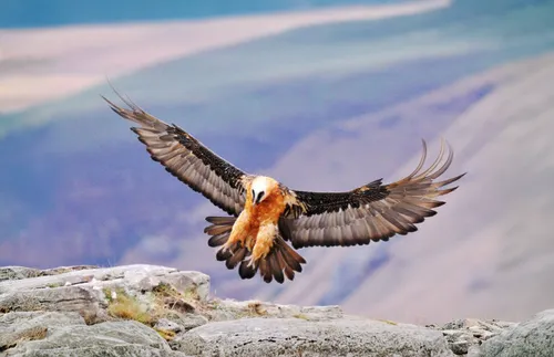 bearded vulture,california condor,harris hawk in flight,red tailed kite,red kite,haliaeetus vocifer,andean condor,falconiformes,mountain hawk eagle,falco peregrinus,harris hawk,steppe eagle,mongolian 