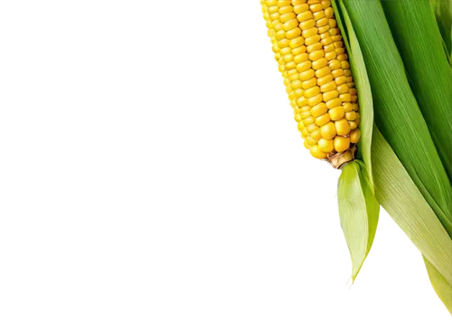 Golden corn, summer season, green husk, bright yellow kernels, slightly open leaves, natural lighting, soft focus, warm color tone, 3/4 composition, shallow depth of field, still life, realistic textu