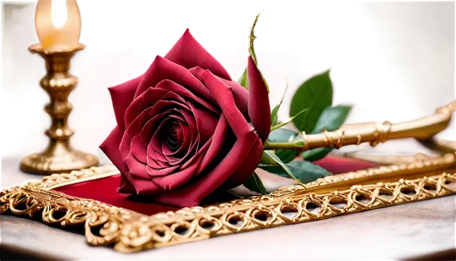 romantic rose,rose arrangement,frame rose,rose frame,roses frame,arrow rose,bicolored rose,dried rose,rose flower,yellow rose background,noble roses,red rose,flower rose,noble rose,decorative frame,landscape rose,rose bloom,heart shape rose box,rose png,porcelain rose,Photography,Fashion Photography,Fashion Photography 04