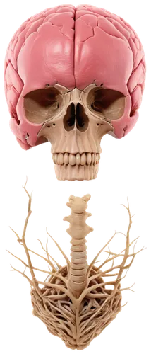 anatomical,cerebrum,brain structure,brain icon,cervical spine,human internal organ,skeletal,skeletal structure,brain,human brain,neurology,human anatomy,anatomy,neurath,human body anatomy,metastases,human skeleton,computed tomography,scull,rmuscles,Art,Artistic Painting,Artistic Painting 36