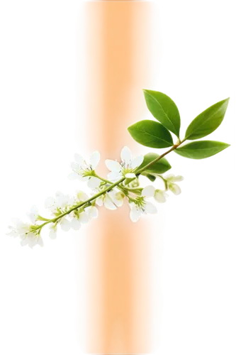 flowers png,hippophae,spring leaf background,jasminum,flower background,cherry blossom branch,white flower cherry,lily of the valley,white floral background,flower jasmine,aromatic plant,japanese floral background,jasminum sambac,lily of the field,spirea,homeopathically,sand jasmine,star jasmine,sea buckthorn,orange blossom,Art,Classical Oil Painting,Classical Oil Painting 44