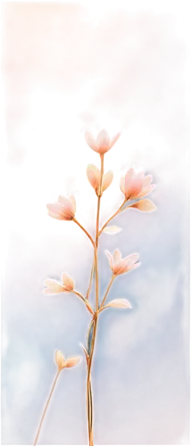 cotton grass,heracleum,flower in sunset,white plumeria,fireweed,white lily,milkweed,flower painting,cleome,tuberose,umbels,calystegia,keeffe,palm lily,milkweeds,eriophorum,flowers png,gaura,white cosmos,sky ladder plant,Photography,Fashion Photography,Fashion Photography 12