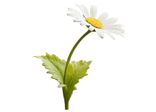 leucanthemum,flowers png,mayweed,wood daisy background,oxeye daisy,common daisy,marguerite daisy,leucanthemum maximum,argyranthemum frutescens,bellis perennis,shasta daisy,marguerite,camomile flower,ox-eye daisy,small white aster,flannel flower,hieracium,perennial daisy,tanacetum,spanish daisy,Illustration,Retro,Retro 11