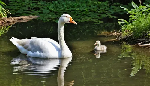 cygnets,swan pair,baby swans,swan family,swan cub,cygnet,in the mother's plumage,young swans,young swan,baby swan,greylag geese,swan lake,white pelican,a pair of geese,greylag goose,eastern white pelican,mother and infant,mute swan,harmonious family,goslings,Photography,General,Realistic