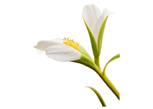 flowers png,white lily,avalanche lily,easter lilies,lilium candidum,sego lily,tulip white,madonna lily,white trumpet lily,ornithogalum,minimalist flowers,white flower,lily flower,white cosmos,white floral background,snowdrop anemones,ornithogalum umbellatum,tulipa,guernsey lily,anthers,Illustration,Paper based,Paper Based 28