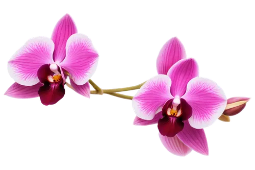 moth orchid,laelia,phalaenopsis equestris,phalaenopsis,flowers png,phalaenopsis sanderiana,spathoglottis,wild orchid,mixed orchid,orchid flower,orchid,orchids of the philippines,laelia crispa,orchids,laelia albida,christmas orchid,lilac orchid,epidendrum,sciuris major vulgaris,cattleya,Illustration,Realistic Fantasy,Realistic Fantasy 36