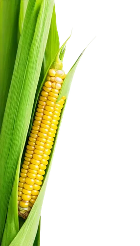 maize,corncobs,corn,corns,mycotoxins,cornhusker,sweetcorn,corn pattern,cecrops,corn ordinary,cornelison,ears of corn,oldcorn,aflatoxin,corncob,ornamental corn,biopesticide,kernels,playcorn,agribusinesses,Art,Classical Oil Painting,Classical Oil Painting 33