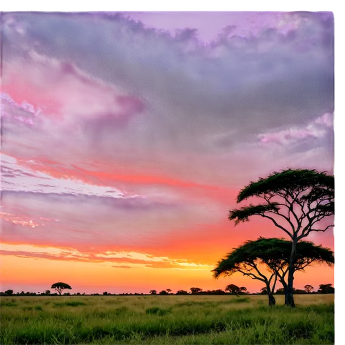 tsavo,serengeti,east africa,africa,savane,adansonia,amboseli,taveta,laikipia,afrika,makgadikgadi,zambezian,kericho,batswana,livingstonia,matabeleland,conservancies,kitgum,waterberg,baringo,Art,Classical Oil Painting,Classical Oil Painting 43