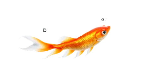 koi,koi fish,goldfish,karp,small fish,squirrelfish,garridos,guardfish,goatfish,killifish,forest fish,red fish,swordtail,playfish,fish in water,koi pond,hawkfish,poisson,fish,foxface fish,Illustration,Black and White,Black and White 25