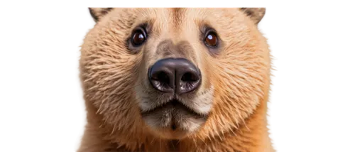 kodiak bear,brown bear,bear,capybara,scandia bear,nordic bear,great bear,cute bear,bear teddy,bear market,bear kamchatka,yogi,slothbear,left hand bear,eurasier,teddy bear crying,canidae,bear bow,retriever,otterhound,Art,Classical Oil Painting,Classical Oil Painting 13