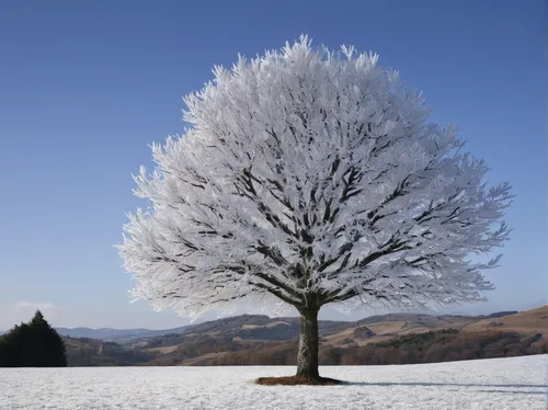 snow tree,snowy tree,winter tree,isolated tree,seasonal tree,treemsnow,tree white,snow trees,lone tree,bare tree,hoarfrost,deciduous tree,silver maple,european beech,ornamental tree,celtic tree,thunberg's fan maple,smaller tree,cardstock tree,birch tree background,Photography,Fashion Photography,Fashion Photography 15