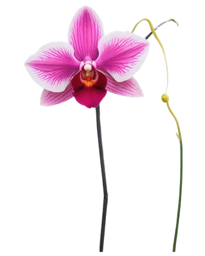 Orchid flower, exotic, delicate petals, white background, macro shot, detailed center, soft focus, natural light, shallow depth of field, warm color tone, cinematic composition, 3/4 view.,moth orchid,