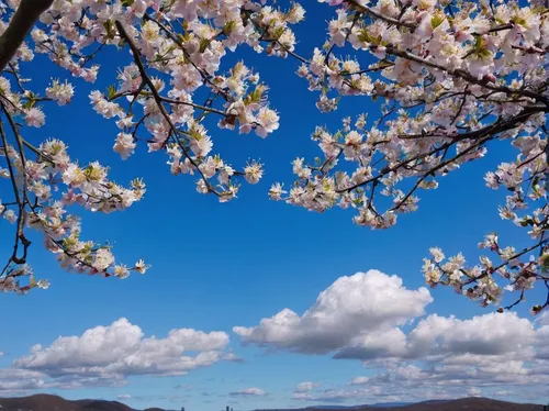 Write a poem capturing the ephemeral beauty of falling pear blossoms.,japanese cherry trees,cherry blossom tree,spring in japan,almond trees,almond tree,almond blossoms,japanese cherry blossoms,sakura