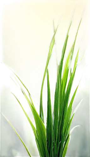 sweet grass plant,wheat grass,wheat germ grass,sweet grass,wheatgrass,arrowgrass,lemongrass,citronella,sweetgrass,sea arrowgrass,reed grass,green wheat,feather bristle grass,triticale,spring onion,ornamental grass,grass grasses,grass fronds,durum wheat,spikelets,Conceptual Art,Oil color,Oil Color 16