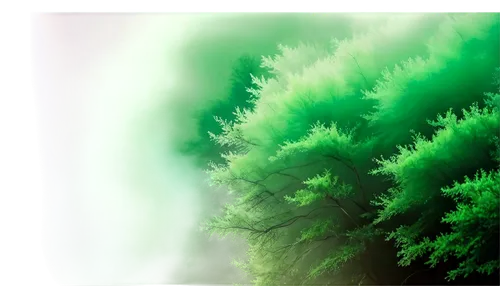 watercolor pine tree,coniferous forest,green forest,larch forests,fir forest,evergreen trees,green trees,green tree,spruce-fir forest,background vector,fir green,temperate coniferous forest,thuja,conifers,forest background,green background,coniferous,chlorophyll,green wallpaper,green landscape,Photography,Fashion Photography,Fashion Photography 06