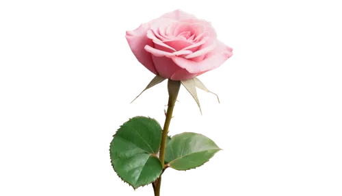 rose png,regnvåt rose,arrow rose,flowers png,lady banks' rose,lady banks' rose ,pink rose,rosa,peace rose,rose flower illustration,rose bud,rosa peace,bicolored rose,flower rose,romantic rose,evergreen rose,rose flower,petal of a rose,woods' rose,valentine flower,Photography,Artistic Photography,Artistic Photography 12