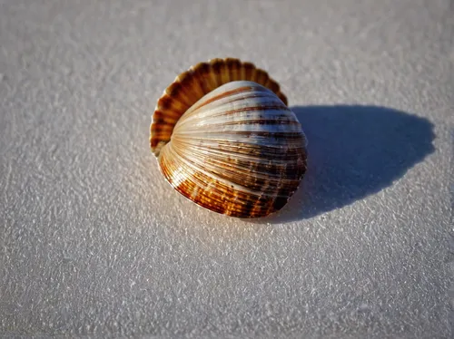 Morning impression with small shell by JBlaminsky,sea shell,beach shell,seashell,snail shell,banded snail,spiny sea shell,sea snail,shell,seashells,land snail,marine gastropods,clam shell,whelk,mollus