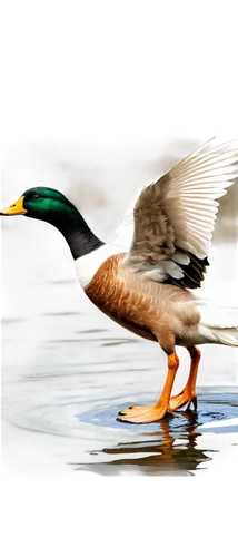 shoveler,duck on the water,canards,waterfowl,water fowl,wildfowl,canard,brahminy duck,branta,migratory bird,mandarin duck water bird,shelduck,pintail,crosswind,wigeon,cayuga duck,ornamental duck,female duck,waterbird,migratory,Illustration,Black and White,Black and White 30