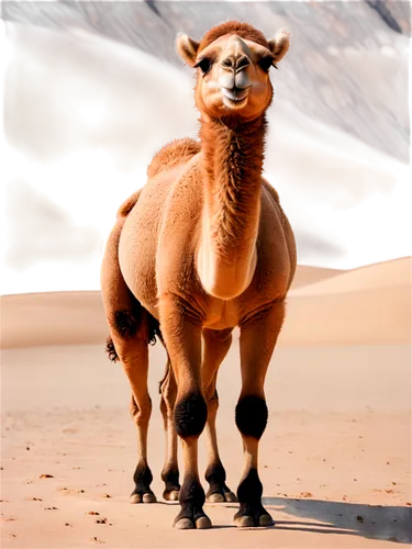 male camel,dromedary,camelid,camel,dromedaries,two-humped camel,shadow camel,camelus,camelids,camels,gadani,camelride,llambias,tamanrasset,camelopardalis,llambi,camel caravan,camel joe,camel train,libyan desert,Illustration,Abstract Fantasy,Abstract Fantasy 13