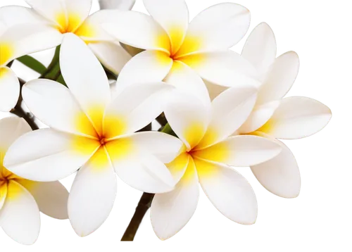 white plumeria,flowers png,plumeria,flower background,chrysanthemum background,white lily,frangipani,white floral background,white petals,easter lilies,flower wallpaper,white flower,tuberose,floral digital background,freesia,white daisies,white jasmine,white flowers,zephyranthes,wood daisy background,Photography,Fashion Photography,Fashion Photography 23