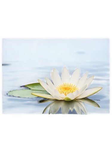 fragrant white water lily,white water lily,lotus on pond,flower of water-lily,white water lilies,water lily flower,pond lily,large water lily,water lily,lotus png,broadleaf pond lily,waterlily,water lilly,water lotus,lotus ffflower,water lily plate,lotus flowers,sacred lotus,nymphaea,lotus position,Conceptual Art,Fantasy,Fantasy 07