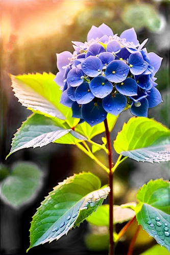 hydrangea flower,hydrangeaceae,blue hydrangea,hydrangea flowers,hydrangea,hydrangea background,blue flower,blue petals,hydrangea serrata,purple hydrangeas,hydrangeas,blue flowers,flower in sunset,plumbago,blue chrysanthemum,flower background,beautiful flower,blue rose,two-tone flower,pink hydrangea,Unique,Paper Cuts,Paper Cuts 05