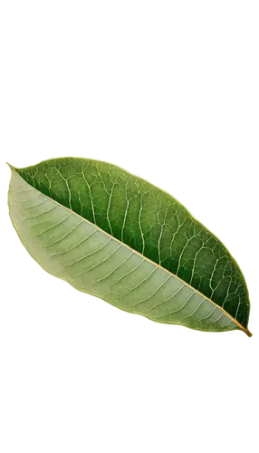 magnolia leaf,banana leaf,coconut leaf,mape leaf,tropical leaf,custody leaf,walnut leaf,foliage leaf,bay leaf,oleaceae,paan,jungle leaf,bo leaf,laulau,fig leaf,banana leaf rice,mammoth leaf,tropical leaf pattern,leaf vegetable,fan leaf,Illustration,Abstract Fantasy,Abstract Fantasy 09