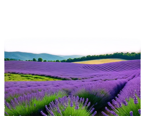 lavender field,lavender fields,lavenders,lavander,lavender cultivation,lavender flowers,provence,lavender flower,purple landscape,lavandula,lavender,lavendar,the lavender flower,laventhol,muscari,chives field,lavenu,onion fields,lavender bunch,violet colour,Illustration,Children,Children 01