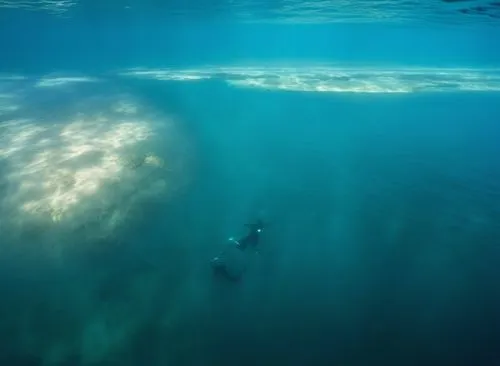 freediving,ocean underwater,submerged,underwater landscape,shallows,underwater background,undersea,under water,under the water,the bottom of the sea,the shallow sea,open water swimming,seabed,dolphin 